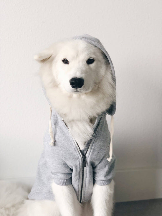 Light Grey Dog Hoodie