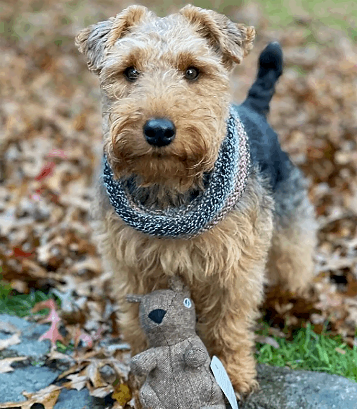 Fall Colors Dog Snood from Wowie Dogs on Cute Dog