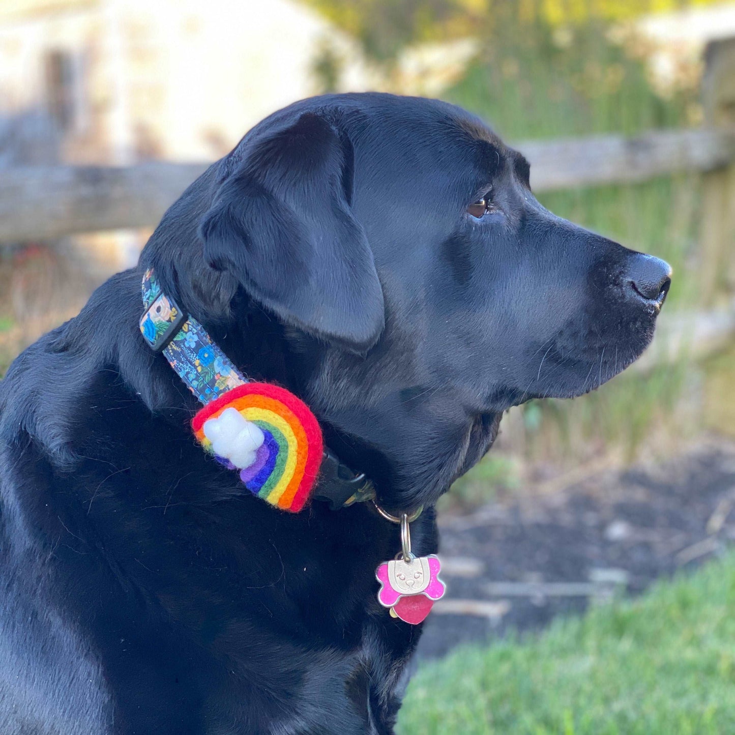 Rainbow Dog Collar Accessory - Bold Rainbow