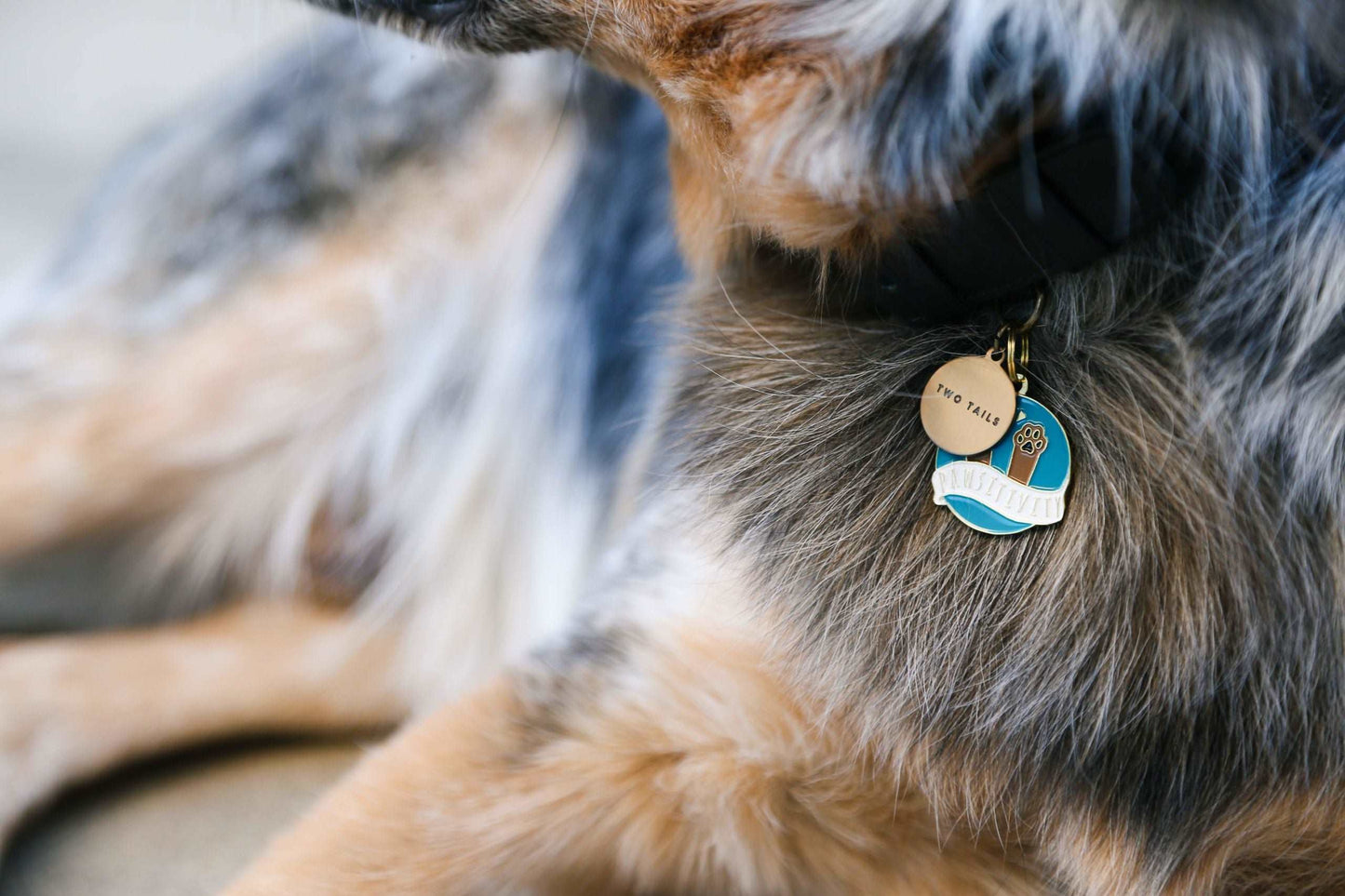 Pawsitivity Pet ID Tag – Wowie Dogs