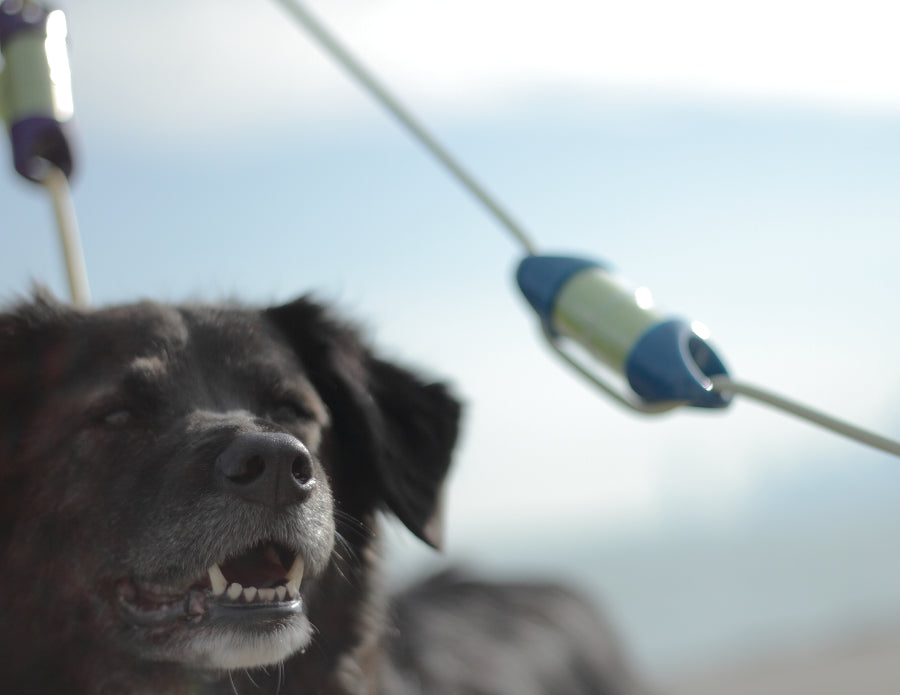 Loop Blue Dog Poop Bag Holder