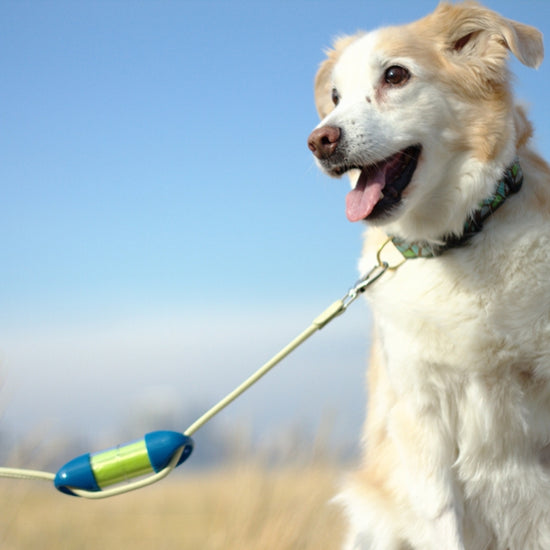 Loop Blue Dog Poop Bag Holder