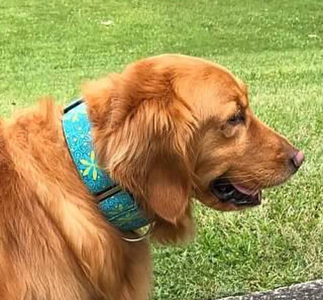 Load image into Gallery viewer, Pinwheel Caribbean Blue Extra Wide Martingale Dog Collar
